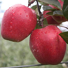 Яблоня с красной мякотью Одиссо