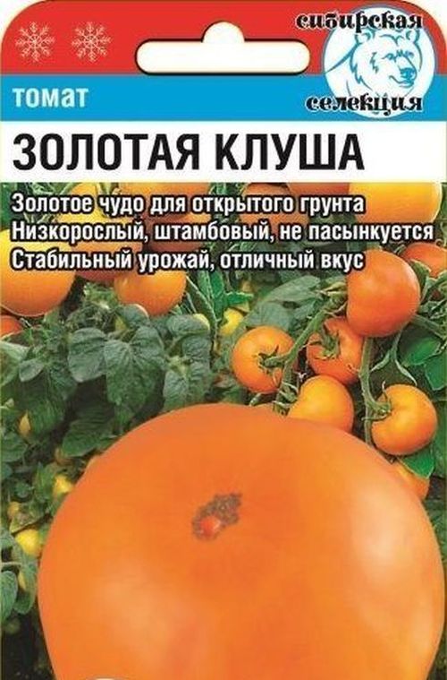 Помидоры золотая клуша фото