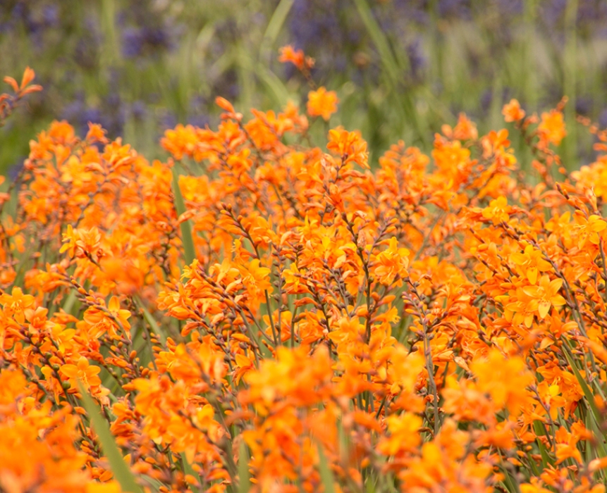 Крокосмия Crocosmia Carmine Brilliant