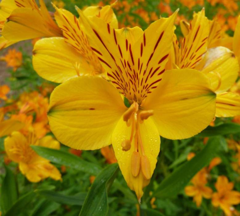 Alstroemeria Aurea