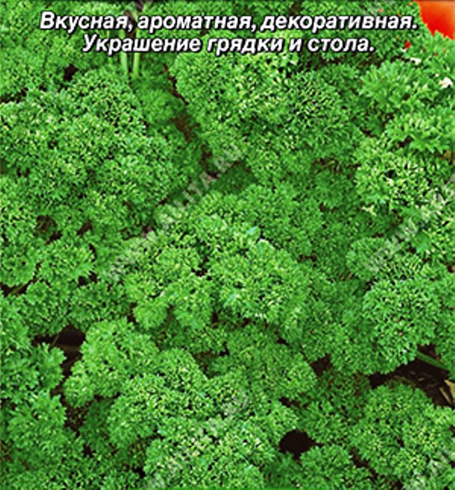 

петрушка кудрявая кружево ® семена, петрушка кудрявая кружево ® семена купить