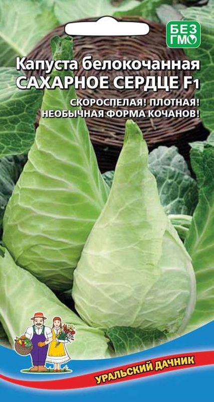 Капуста чудо ультрараннее отзывы. Капуста сахарное сердце. Капуста белокочанная сахарная. Капуста сахарная Уральский Дачник. Капуста белокочанная скороспелая.