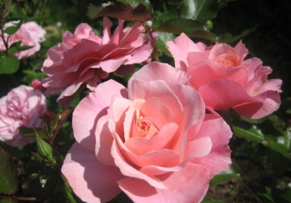 Роза боттичелли фото и описание