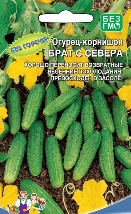 

огурец брат с севера - корнишон семена, огурец брат с севера - корнишон семена купить