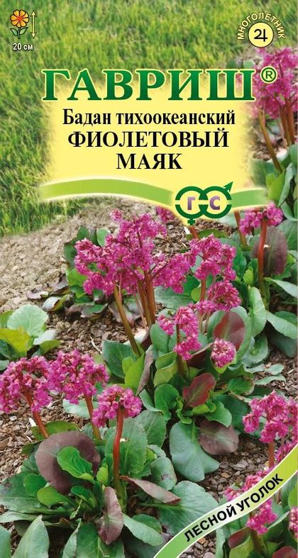 

бадан тихоокеанский фиолетовый маяк семена, бадан тихоокеанский фиолетовый маяк семена купить