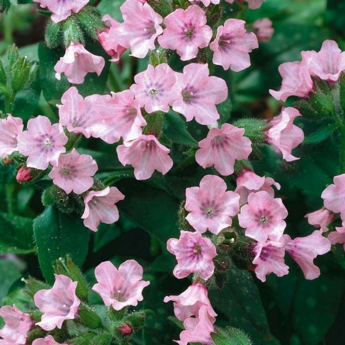 Pulmonaria saccharata