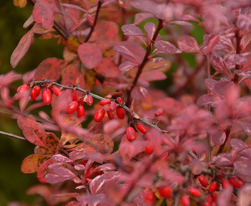 Барбарис розовый. Барбарис(Berberis) Pink attraction. Барбарис Тунберга Pink Queen. Барбарис Тунберга Pink attraction. Барбарис Пинк Квин.