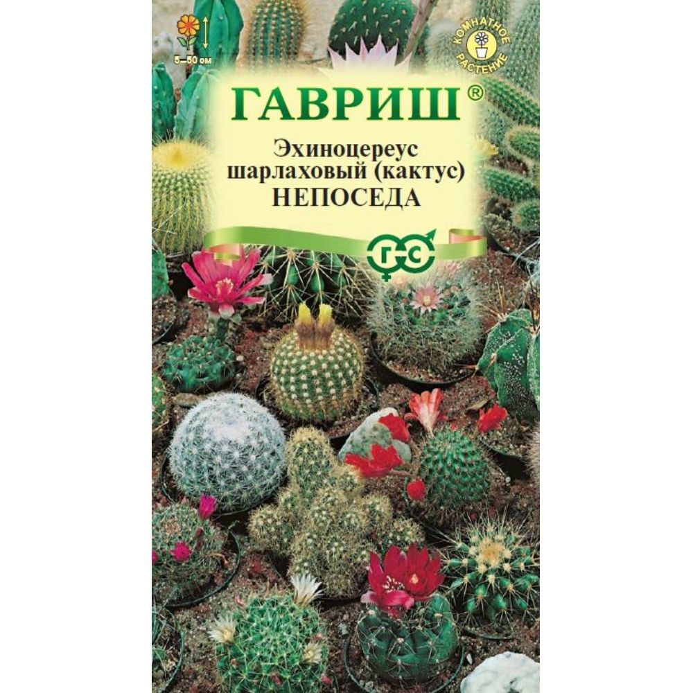 Семена Кактус Непоседа, смесь: описание сорта, фото - купить с доставкой  или почтой России