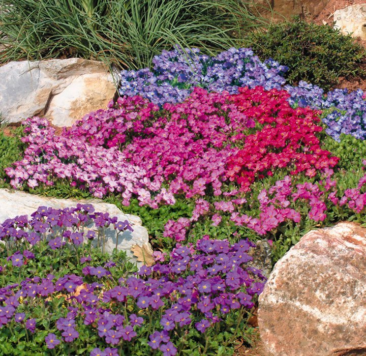 Цветы для альпийской горки многолетние название и фото цветущие