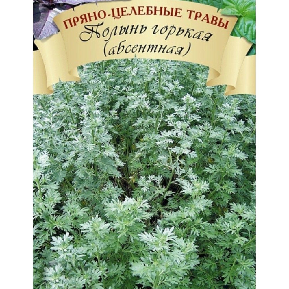 Полынь горькая (абсентная)