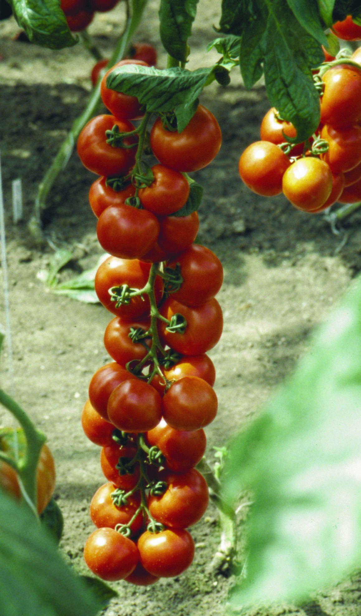 Увертюра помидоры описание сорта фото