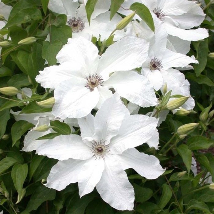 Клематис жгучий мелкоцветковый белый: фото, описание, посадка и уход
