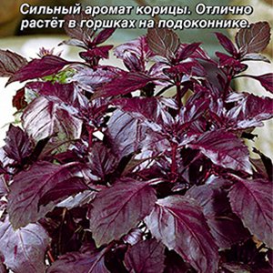 

базилик овощной каракум® семена, базилик овощной каракум® семена купить