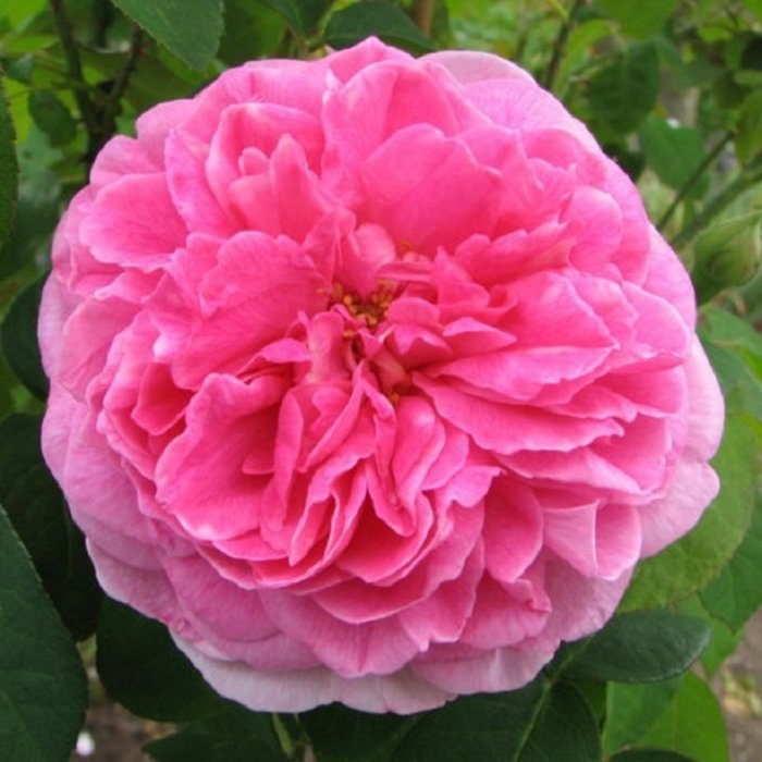 Английская роза гертруда джекилл фото и описание