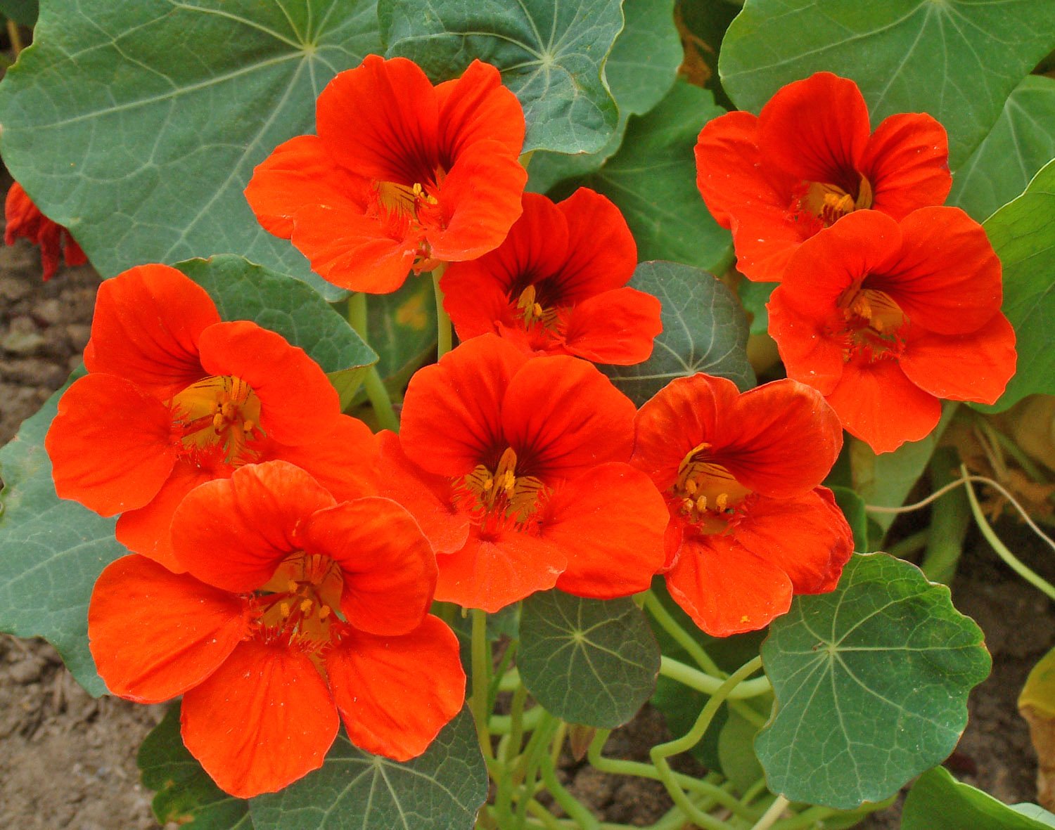 Однолетние оранжевые цветы фото с названиями