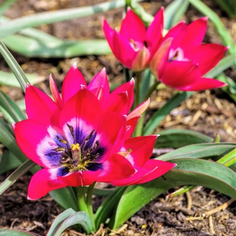 Tulipa 