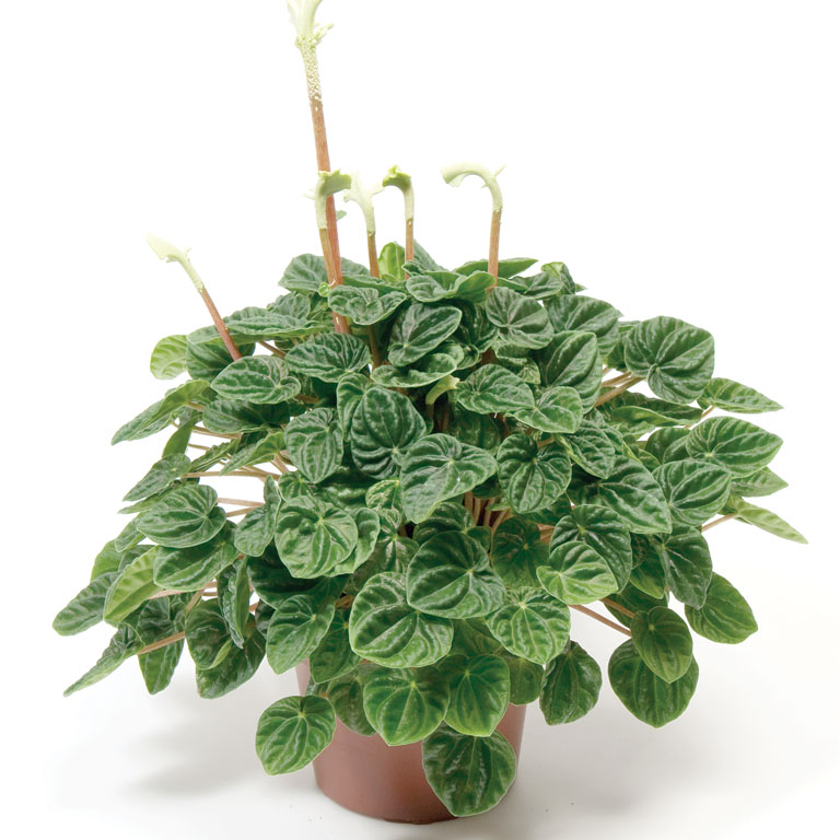 Пеперомия Peperomia griseoargentea