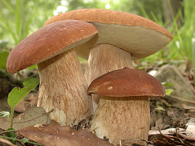 Мицелий белых грибов (Грибница)