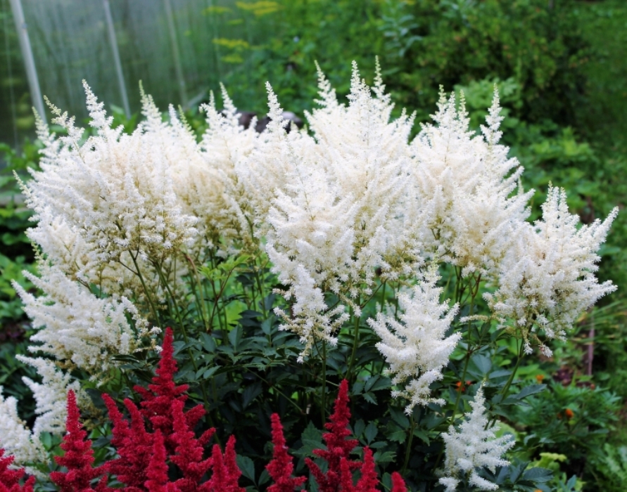 Астильба Арендса (Astilbe arendsii Spinell