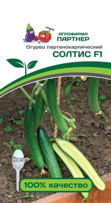 ОгурецСолтисF1