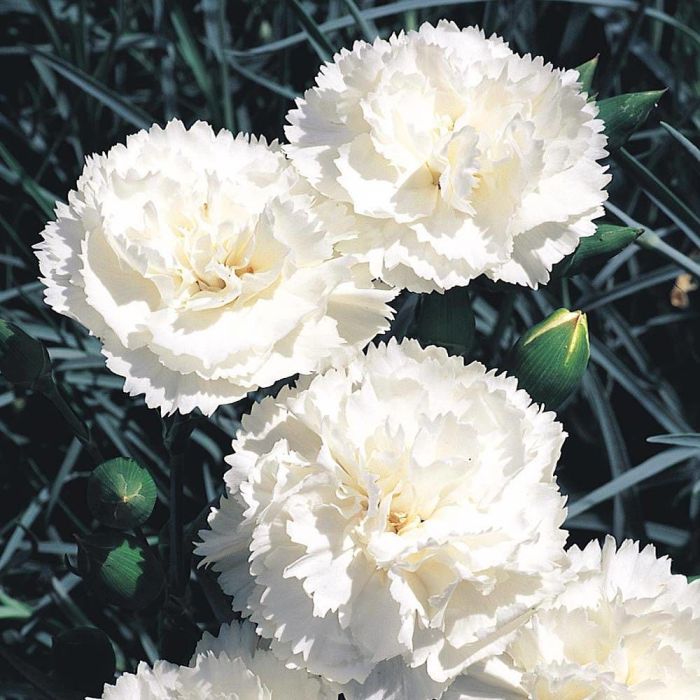 Гвоздика Dianthus