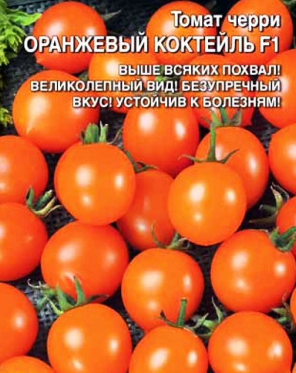 

томат оранжевый коктейль f1 семена, томат оранжевый коктейль f1 семена купить