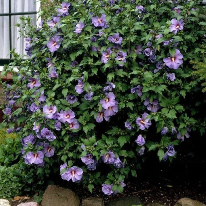 Pretty Flowers Popes' Gardens Hibiscus shrub, Hibiscus plant, Trees to plant