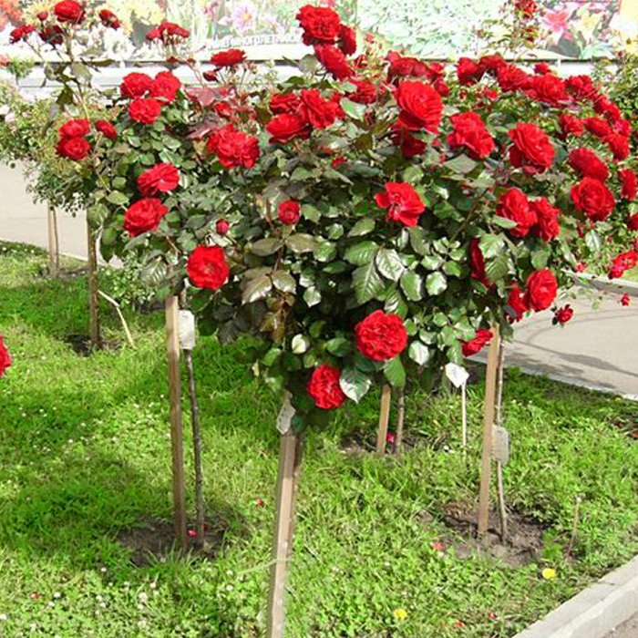 Штамбовые розы сорта фото с названиями