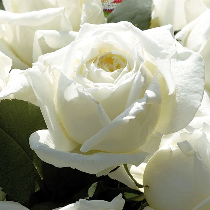 Роза триумф белая фото и описание