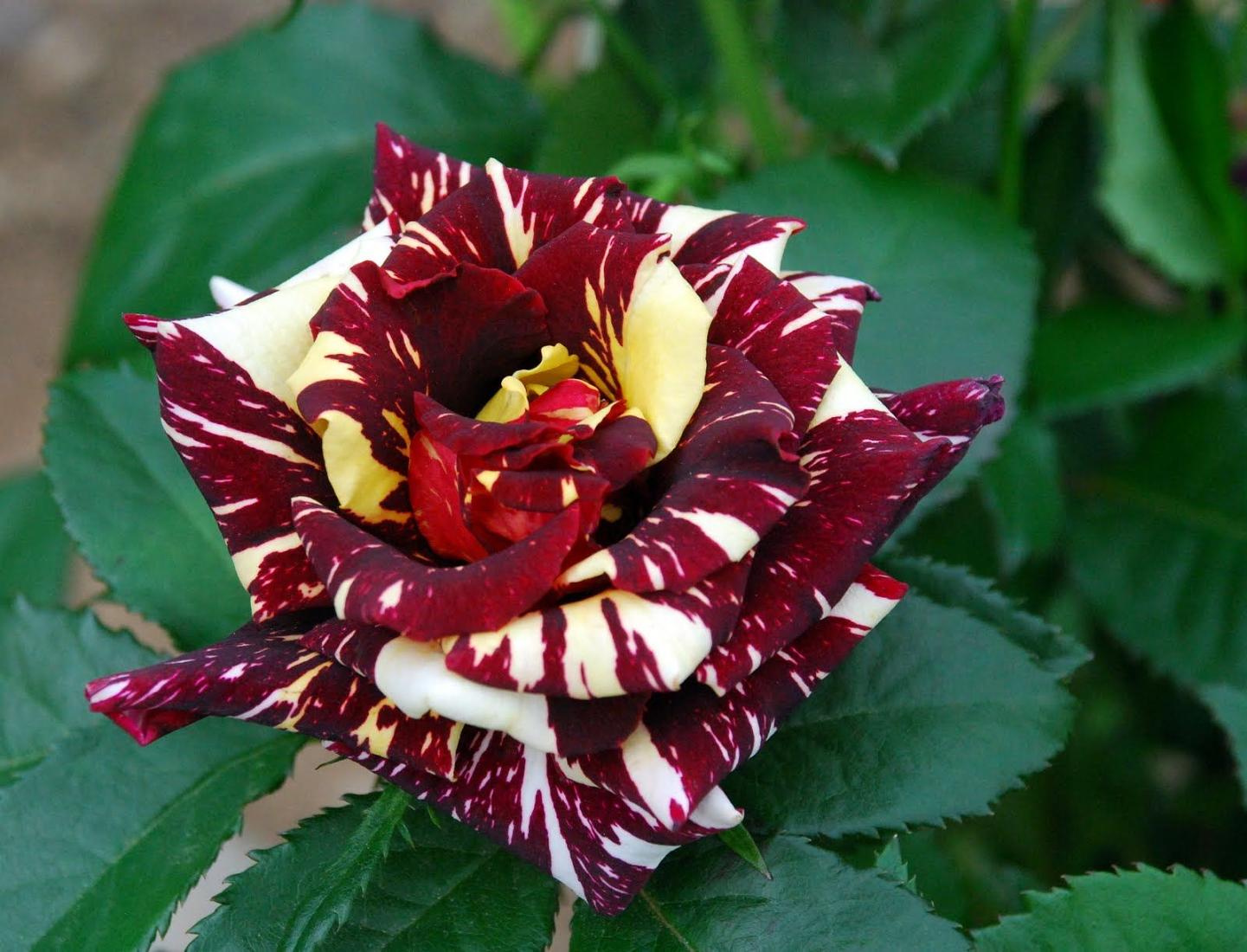 Сорт розы абракадабра