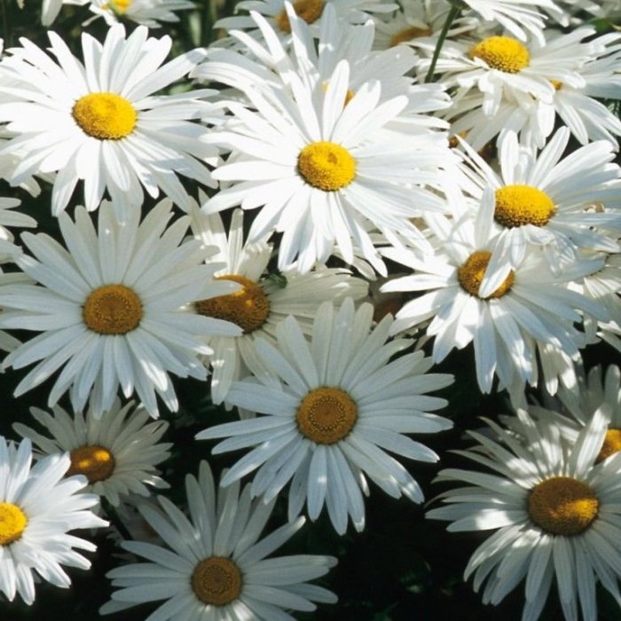 Нивяник Leucanthemum