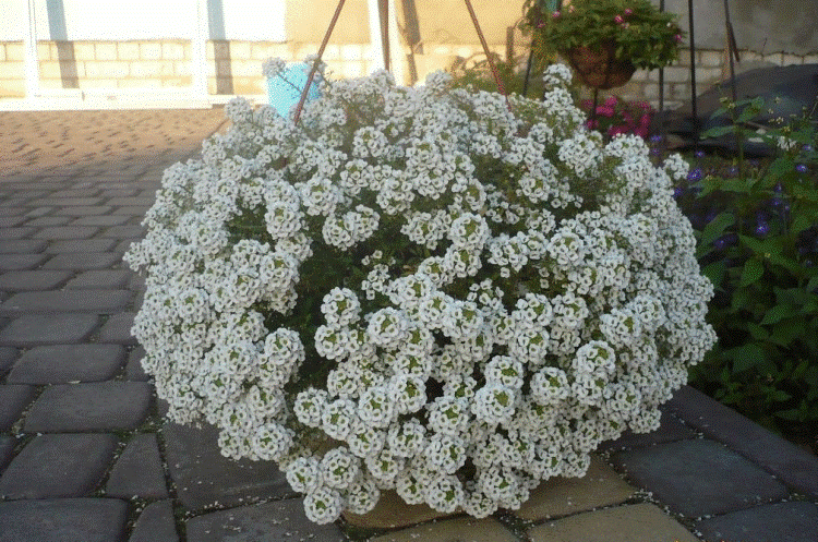 Алиссум Lobularia maritima