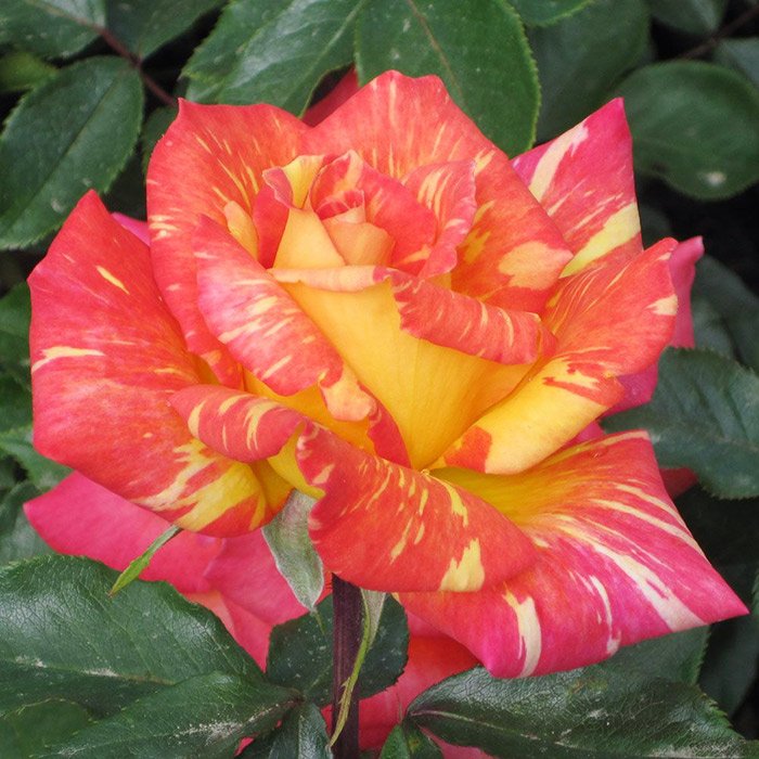 Роза оранжес энд лемонс фото и описание