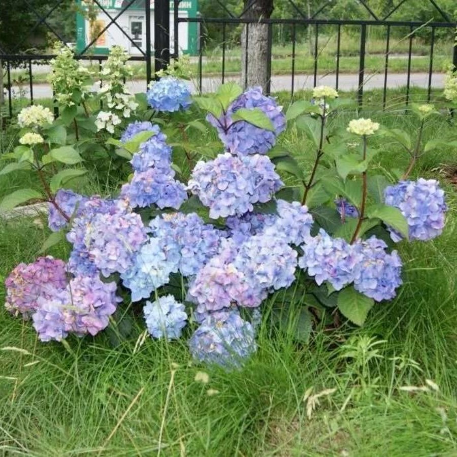 This Ingenious Trick Changes the Color of Your Hydrangeas Growing hydrangeas, Pl