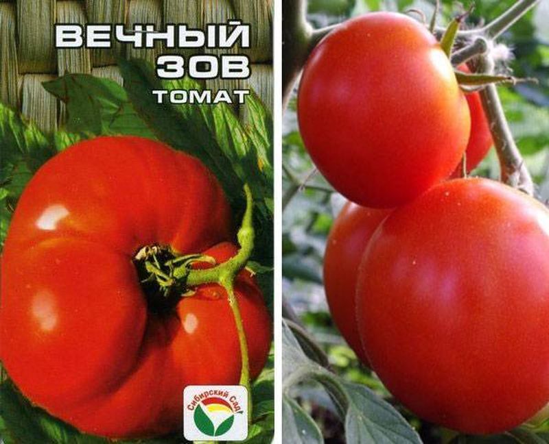 Вечный Зов Томат Купить Семена В Минске