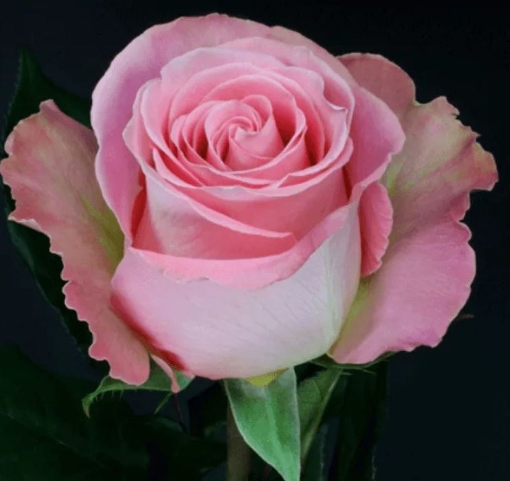 Роза хермоза фото и описание