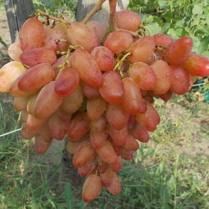 Сорт Винограда Одесский Сувенир Фото