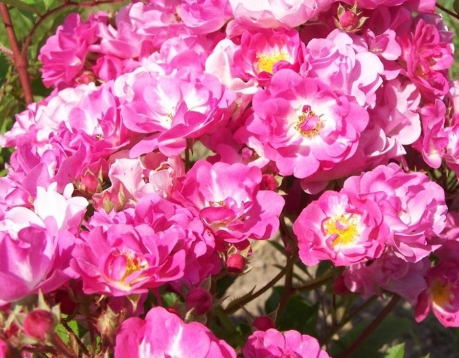 Мускусные розы сорта фото с названиями и описанием