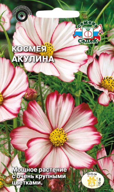 

космея акулина семена, космея акулина семена купить