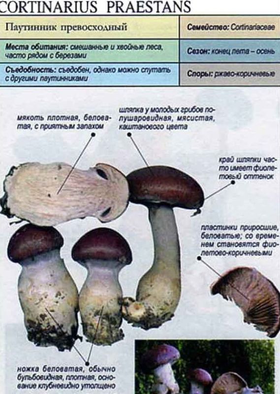 Паутинник триумфальный гриб фото и описание Купить мицелий грибов Паутинник превосходный с доставкой в ПВЗ или почтой России