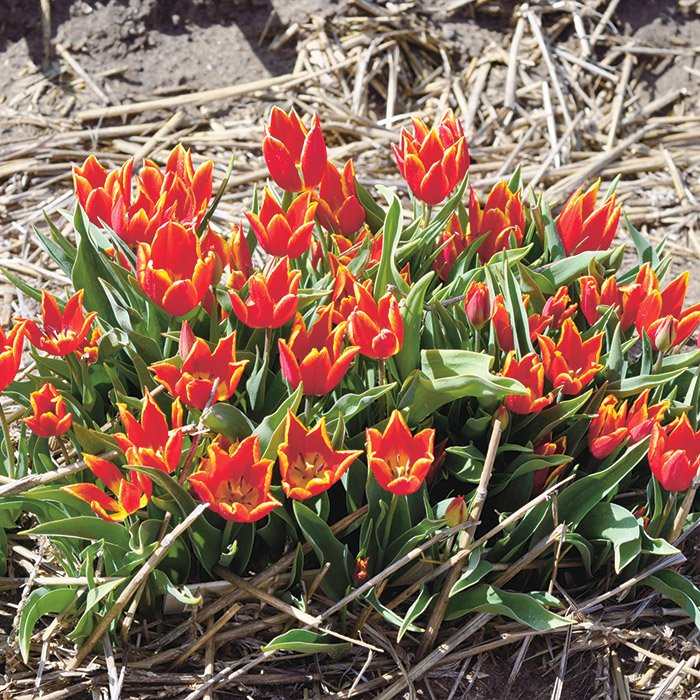 Тюльпан войсмейл фото и описание сорта