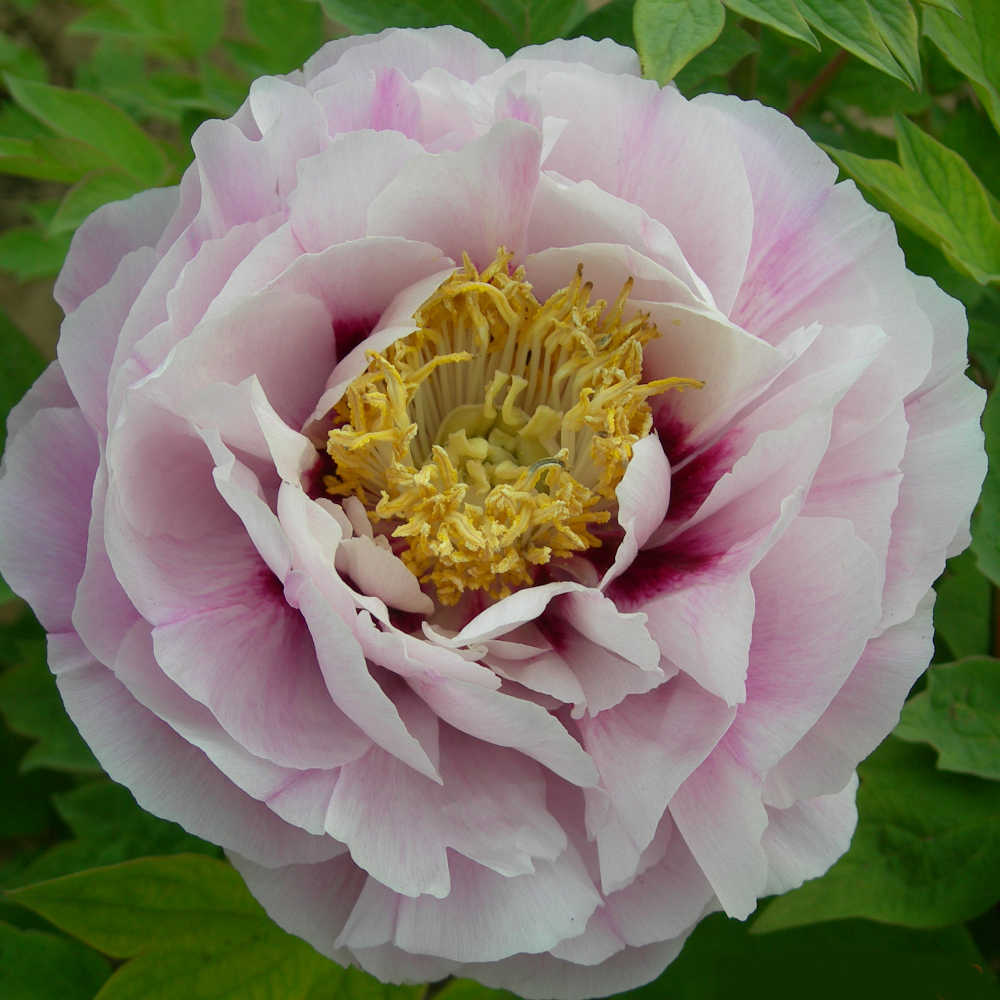 Пион молочноцветковый 'Neon' — Paeonia lactiflora 'Neon', …