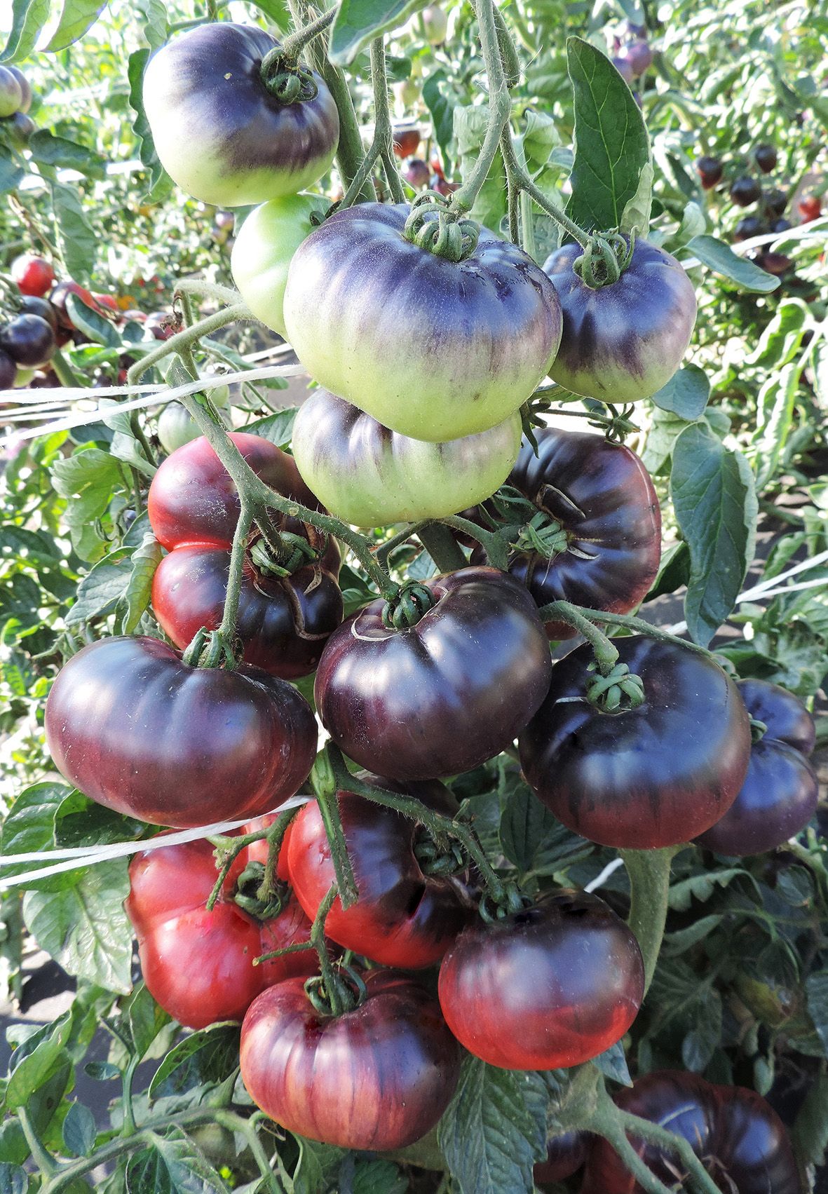 минусинские сорта томатов описание фото отзывы купить