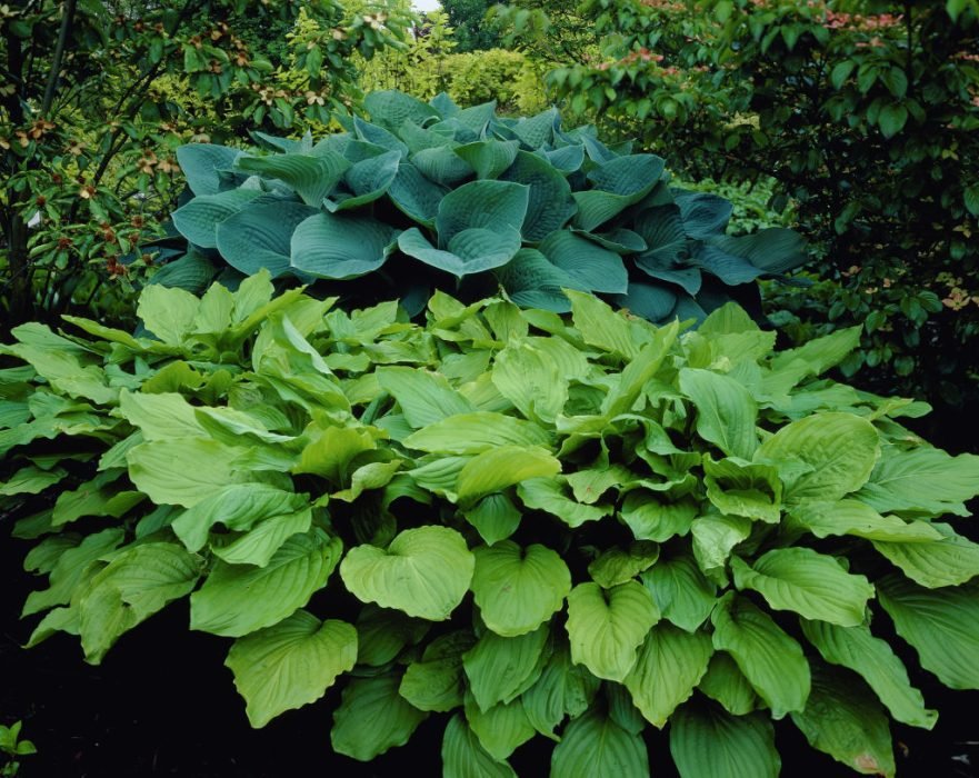 Hosta Funkia Mix С†РІРµС‚С‹