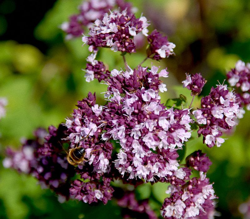 Когда цветет душица. Origanum Majorana (майоран). Майоран Байкал. Душица обыкновенная. Душица обыкновенная 'Diabolo'.