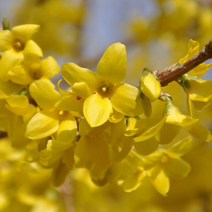 Форзиция промежуточная (Forsythia Intermedia Lynwood c2