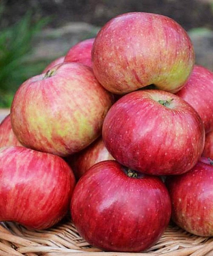 Яблоки анис свердловский фото и описание