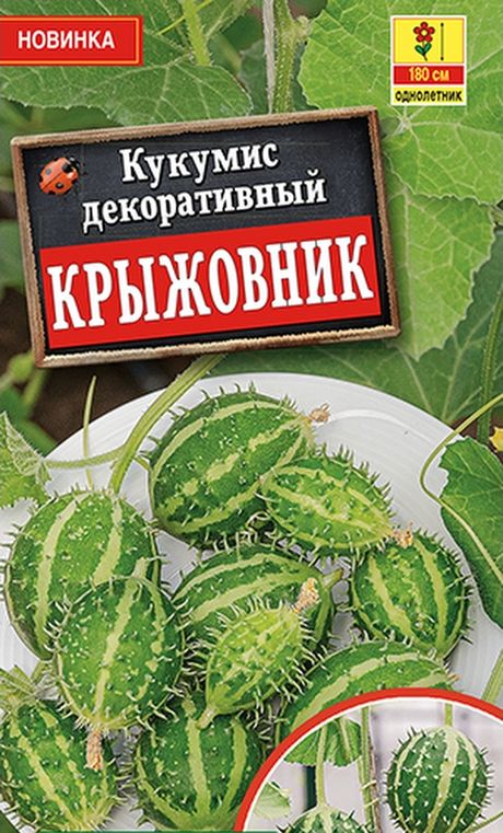 Кукумис декоративный фото