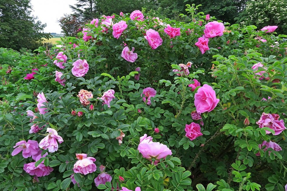 Роза канадская дженис мунк фото и описание