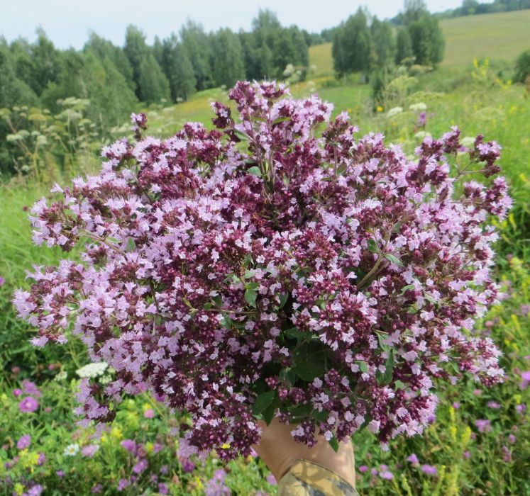 Душица в ландшафтном дизайне